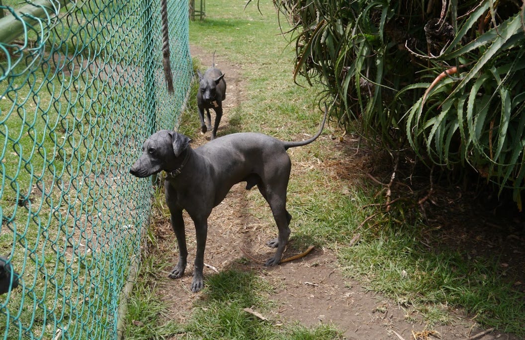 rare dogs